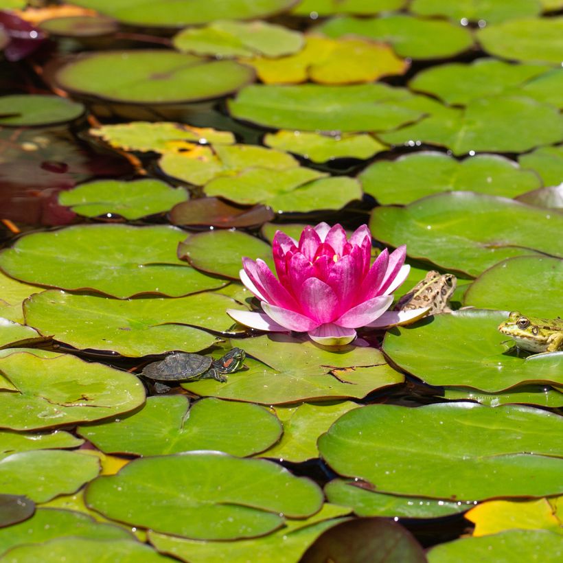 Nymphaea Pygmaea Rubra - Waterlelie (Bloei)