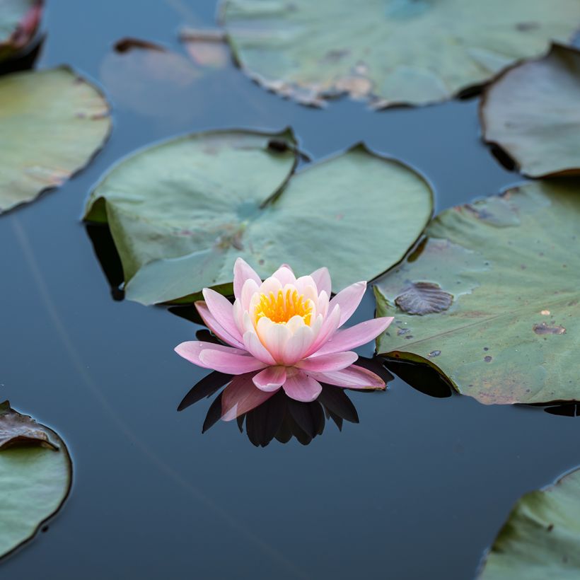 Nymphaea Ray Davies - Waterlelie (Bloei)
