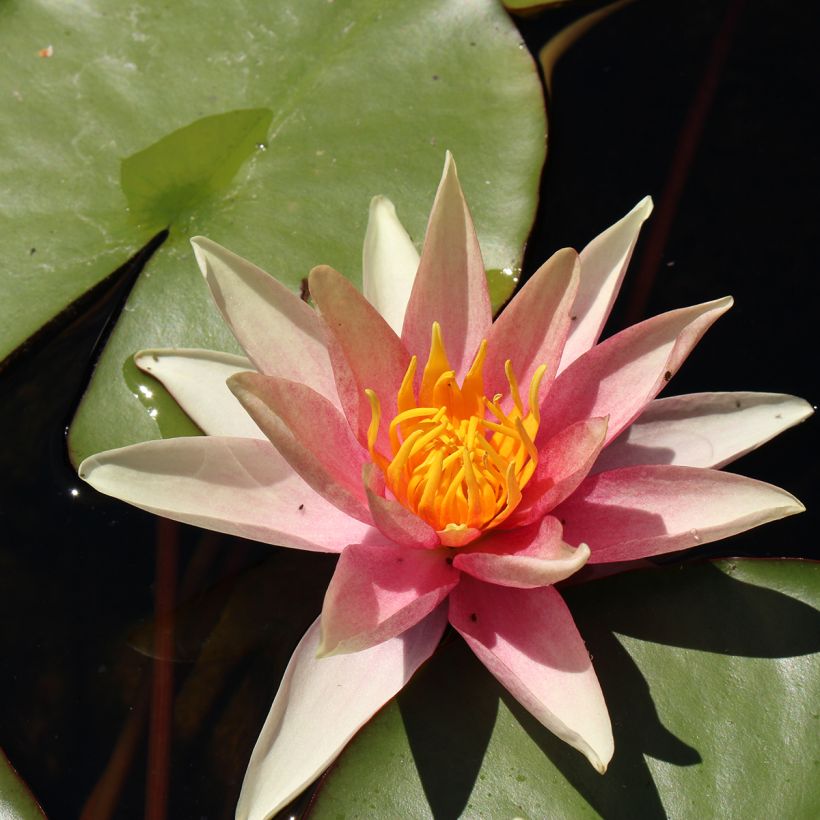 Nymphaea Sioux - Waterlelie (Bloei)