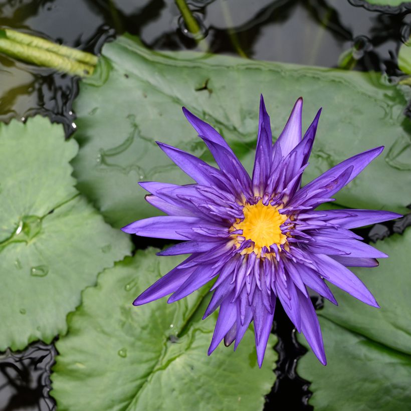 Nymphaea Tina - Waterlelie (Bloei)