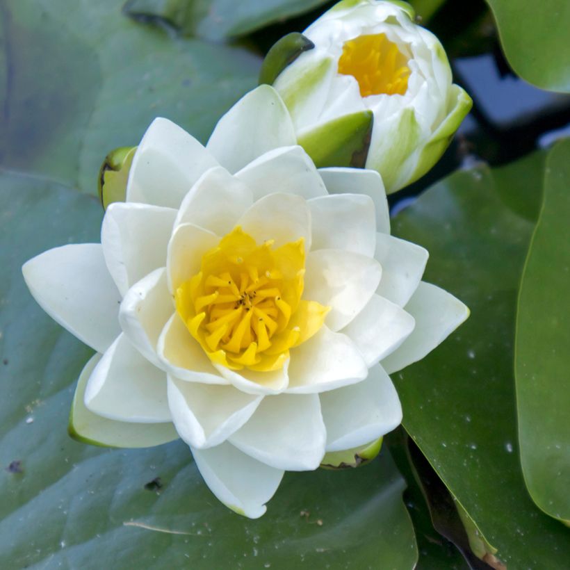 Nymphaea Virginalis - Waterlelie (Bloei)