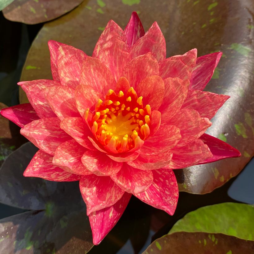 Nymphaea Wanvisa - Waterlelie (Bloei)