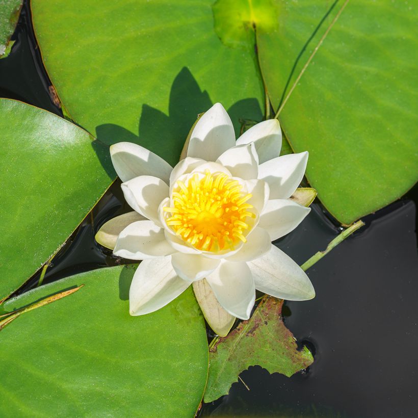 Nymphaea White Sultan - Waterlelie (Bloei)