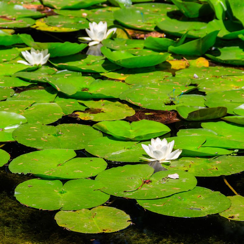 Nymphaea White Sultan - Waterlelie (Groeiplaats)
