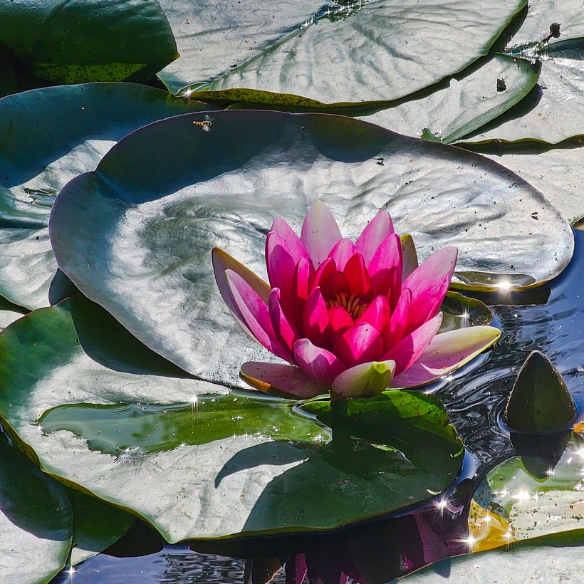 Nymphaea Escarboucle - Waterlelie (Bloei)