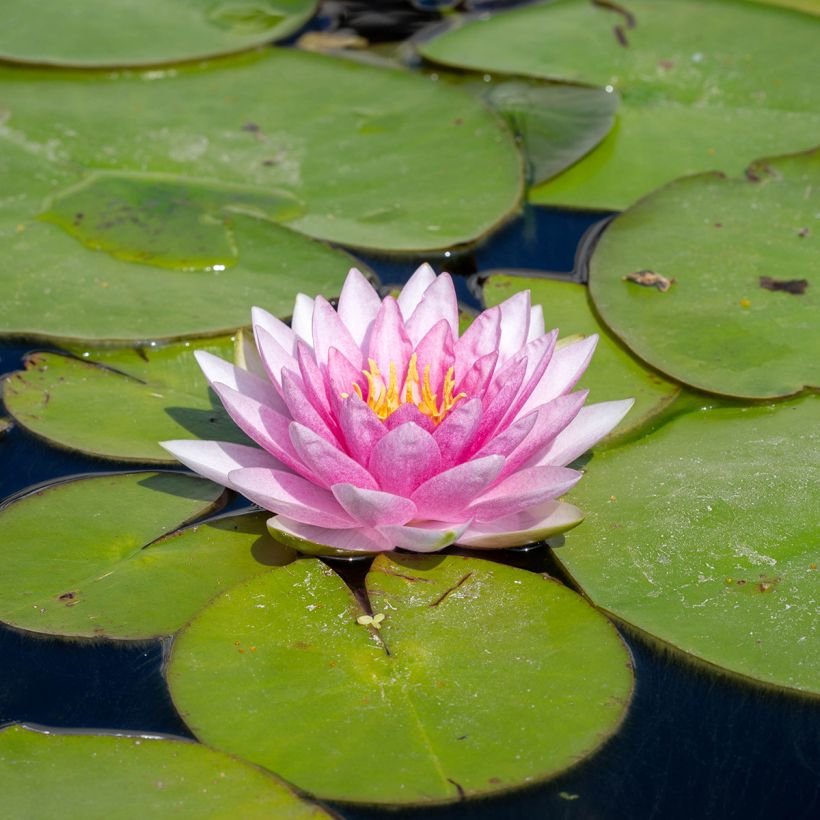 Nymphaea odorata Odorata Suavissima - Waterlelie (Bloei)