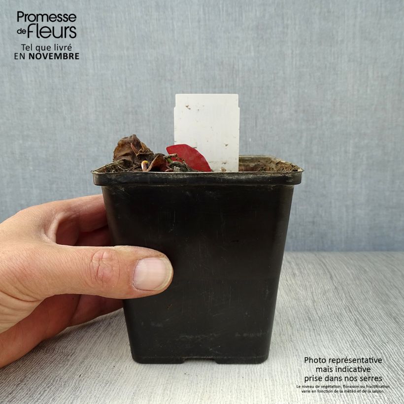 Exemplaar van Nymphaea tetragona - Waterlelie Pot van 1 l/1,5 l zoals geleverd in de herfst