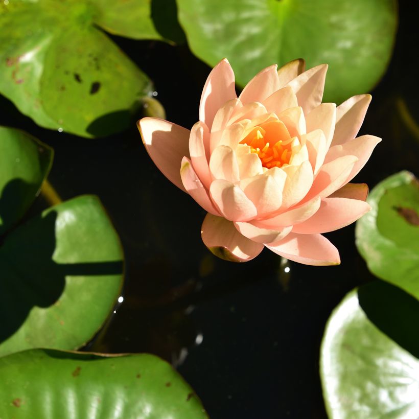 Nymphaea Clyde Ikins - Waterlelie (Bloei)