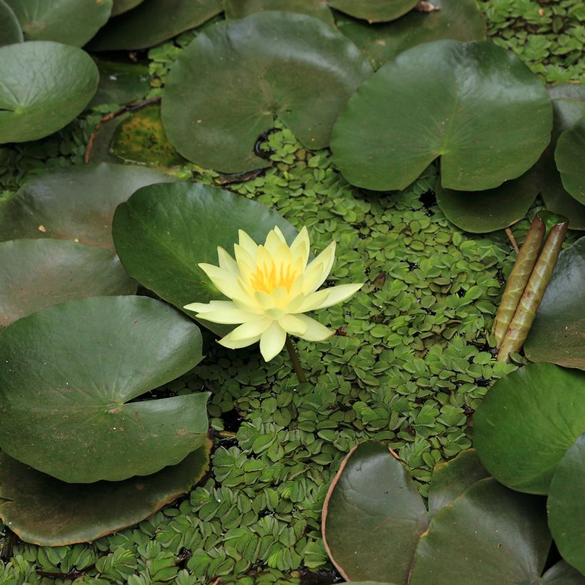 Nymphaea Pygmaea Helvola - Waterlelie (Bloei)