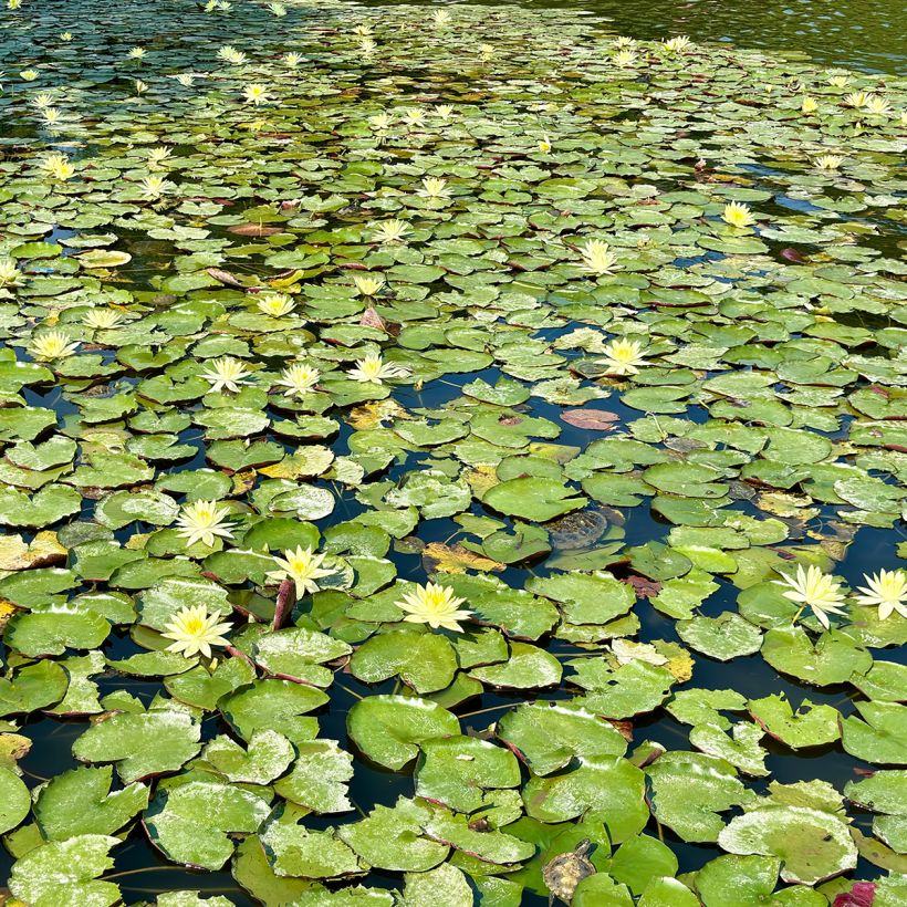 Nymphaea Pygmaea Helvola - Waterlelie (Groeiplaats)