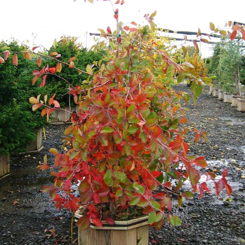 Nyssa sylvatica Autumn Cascades - Zwarte tupeloboom (Groeiplaats)