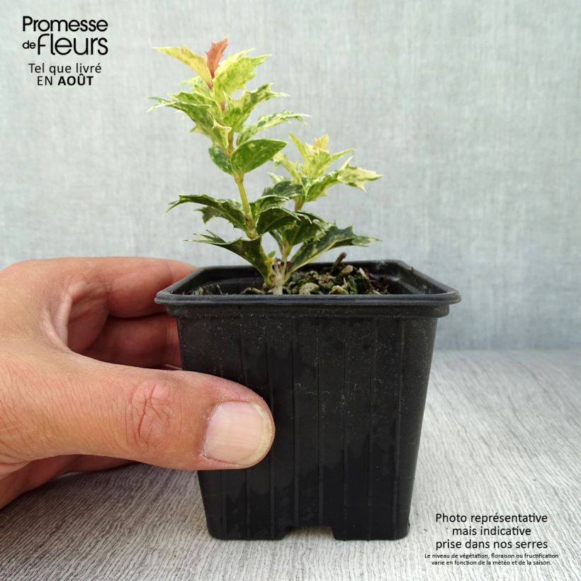 Exemplaar van Osmanthus heterophyllus Tricolor - Schijnhulst Kweekpotje van 8/9 cm zoals geleverd in de zomer
