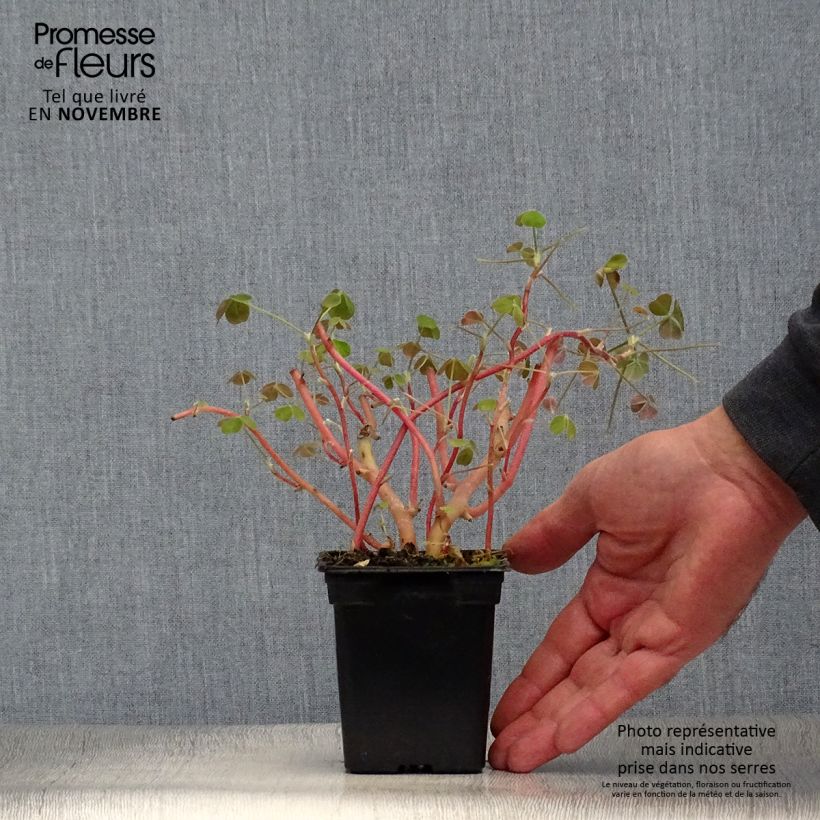 Exemplaar van Oca - Oxalis tuberosa Kweekpotje van 8/9 cm zoals geleverd in de herfst