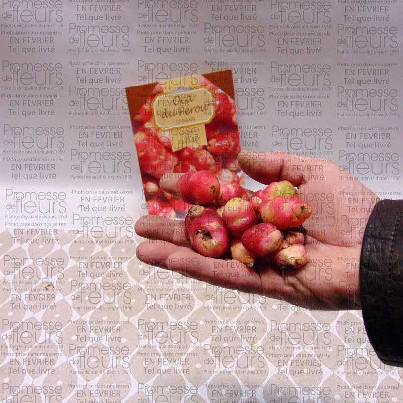 Voorbeeld van een exemplaar van Oca - Oxalis tuberosa Stuk zoals geleverd