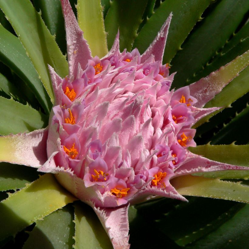 Ochagavia carnea - Ochagavia (Bloei)