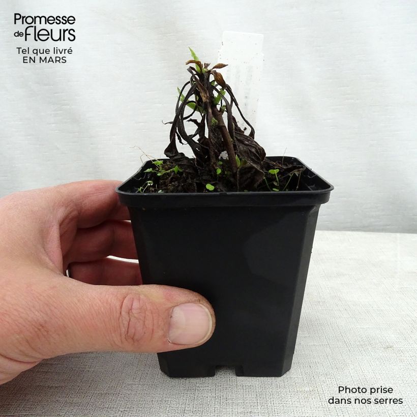 Exemplaar van Aster amellus Dr Otto Petschek - Bergaster Kweekpotje van 8/9 cm zoals geleverd in de lente