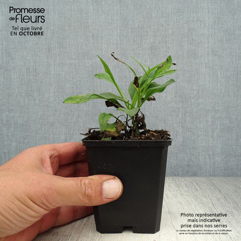 Exemplaar van Aster amellus Dr Otto Petschek - Bergaster Kweekpotje van 8/9 cm zoals geleverd in de herfst