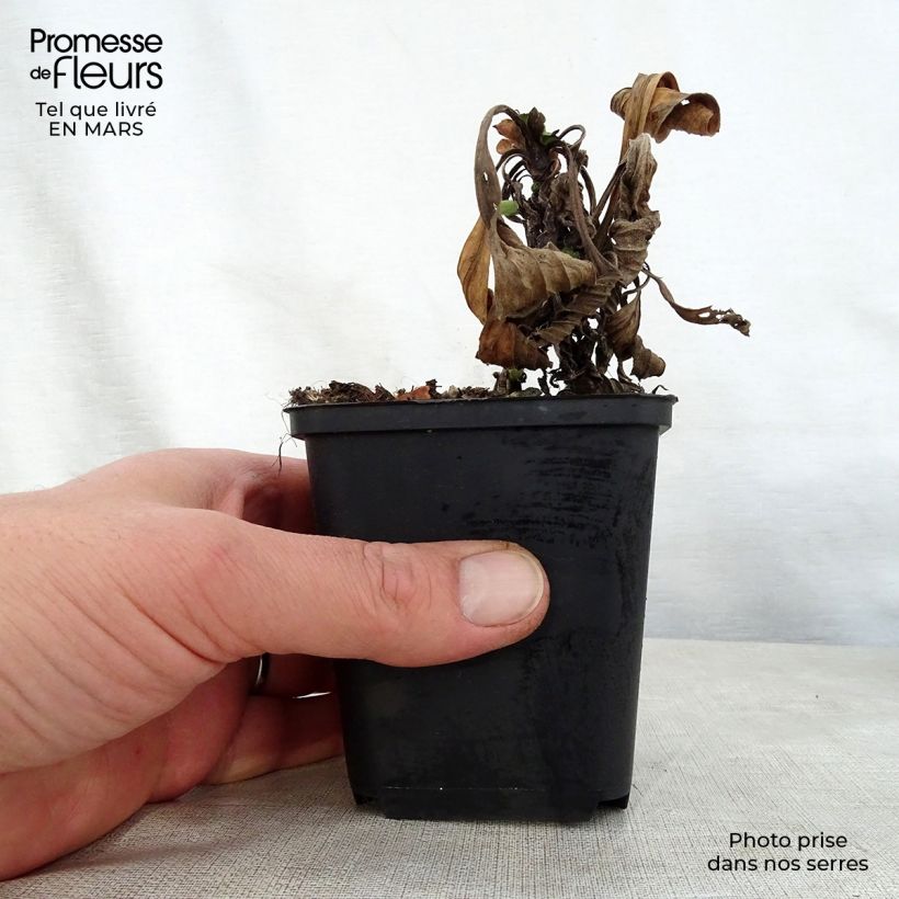 Exemplaar van Aster amellus Grunder - Bergaster Kweekpotje van 8/9 cm zoals geleverd in de lente