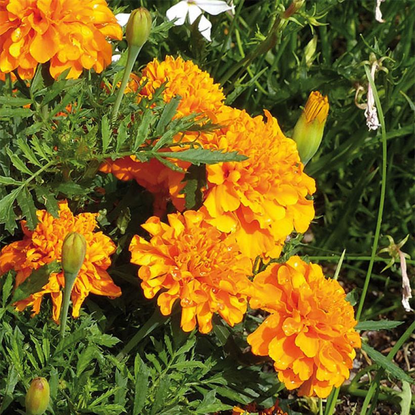Klein afrikaantje Bonanza Orange - Tagetes patula (Bloei)