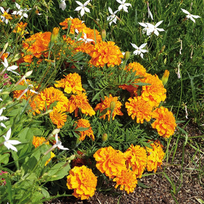 Klein afrikaantje Bonanza Orange - Tagetes patula (Groeiplaats)