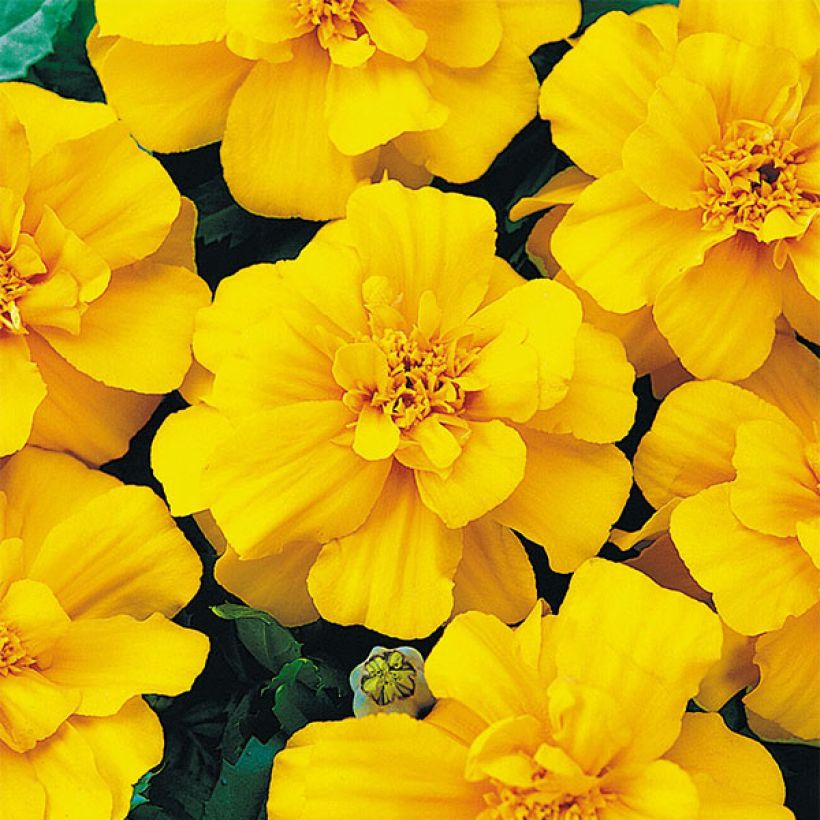 Afrikaantje - Tagetes patula Durango Yellow (Bloei)