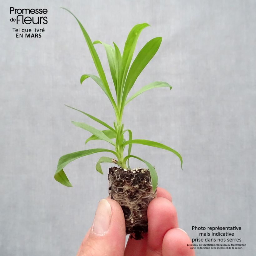 Exemplaar van Anjer Suntory Pink - Dianthus Mini-mot Ø 1,5/2,5 cm zoals geleverd in de lente