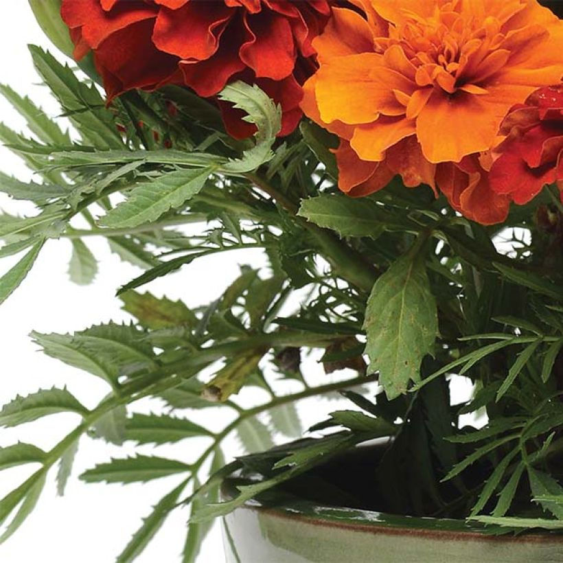 Afrikaantje - Tagetes patula Fireball (Blad)