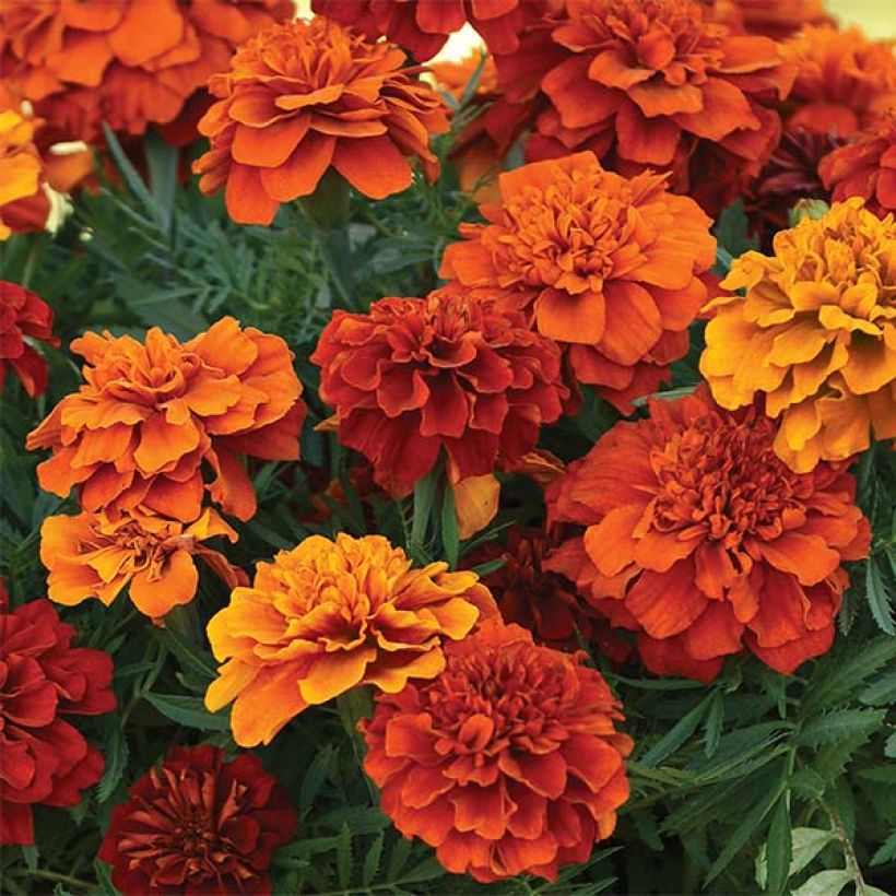 Afrikaantje - Tagetes patula Fireball (Bloei)