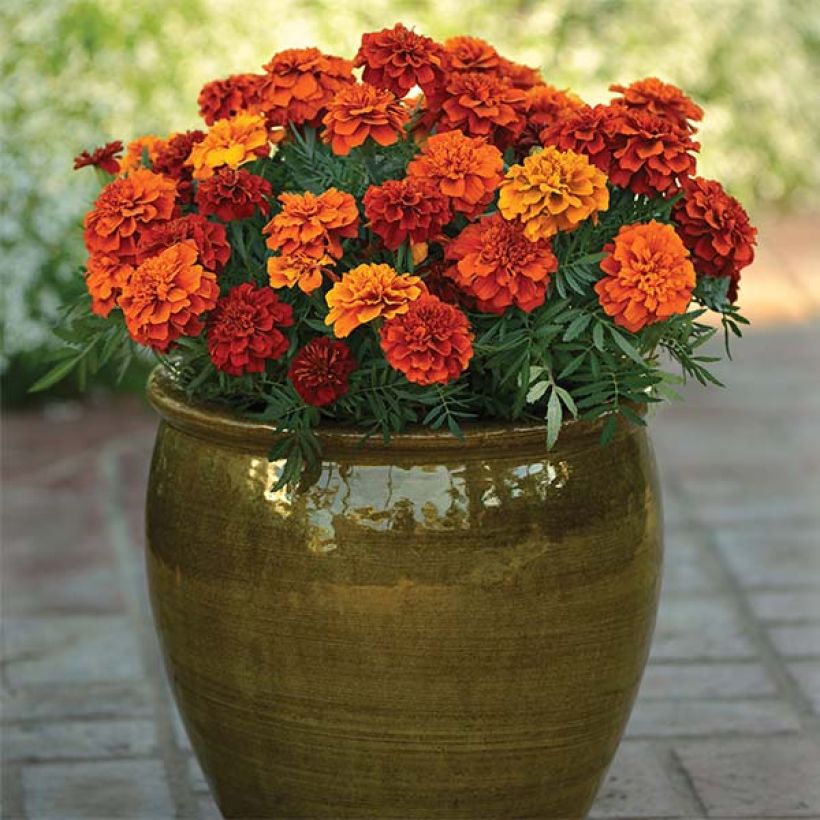 Afrikaantje - Tagetes patula Fireball (Groeiplaats)