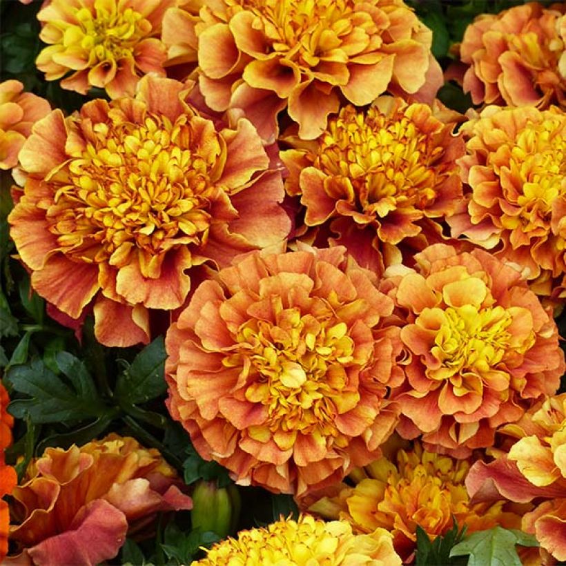 Afrikaantje - Tagetes patula Strawberry Blonde (Bloei)