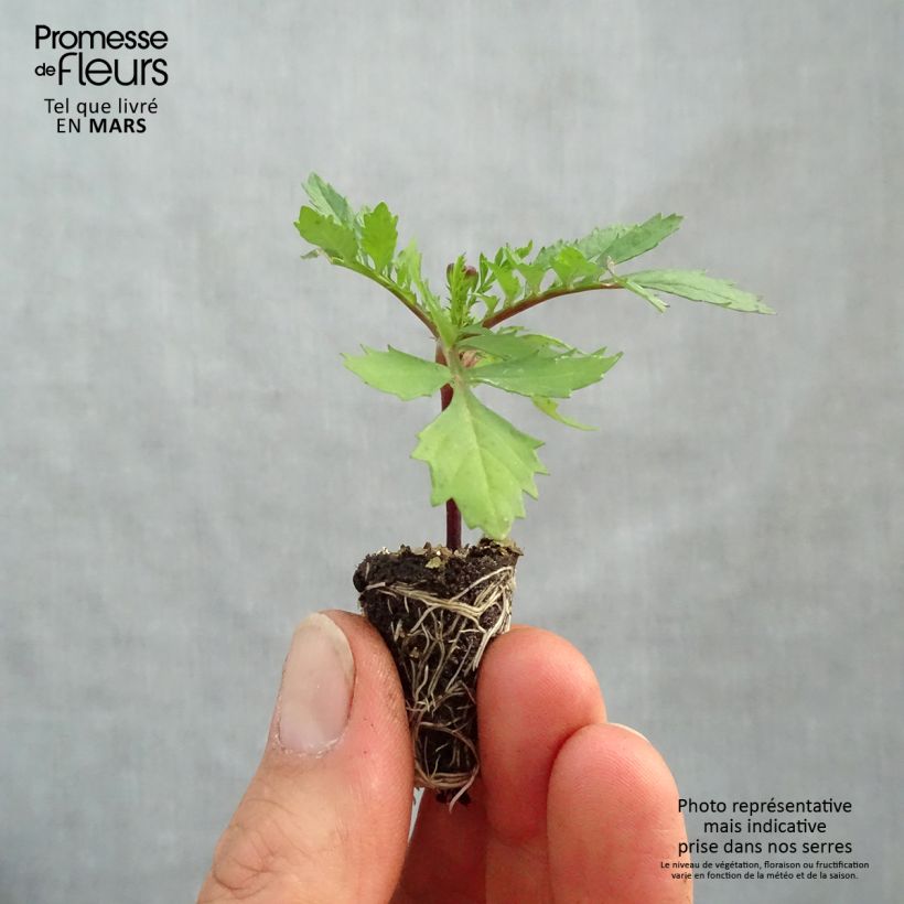 Exemplaar van Klein afrikaantje Bonanza Orange - Tagetes patula Mini-mot Ø 1,5/2,5 cm zoals geleverd in de lente