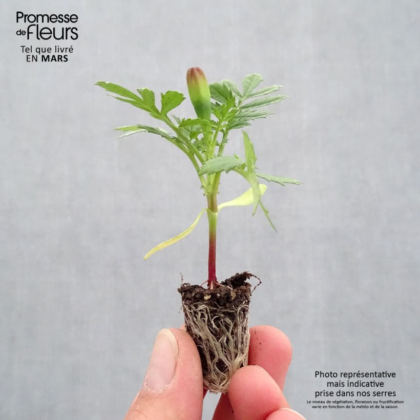 Exemplaar van Afrikaantje - Tagetes patula Durango Yellow Mini-mot Ø 1,5/2,5 cm zoals geleverd in de lente