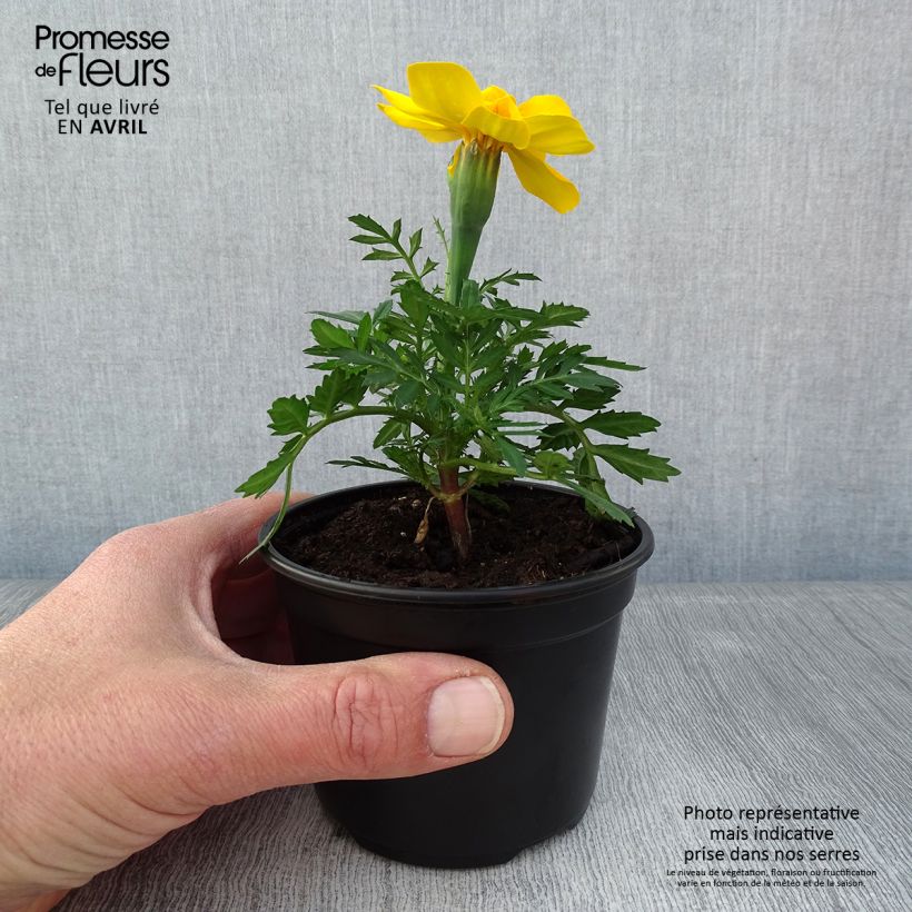 Exemplaar van Afrikaantje - Tagetes patula Durango Yellow Kweekpotje van 8/9 cm zoals geleverd in de lente