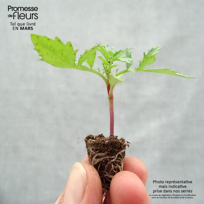 Exemplaar van Afrikaantje - Tagetes patula Fireball Mini-mot Ø 1,5/2,5 cm zoals geleverd in de lente