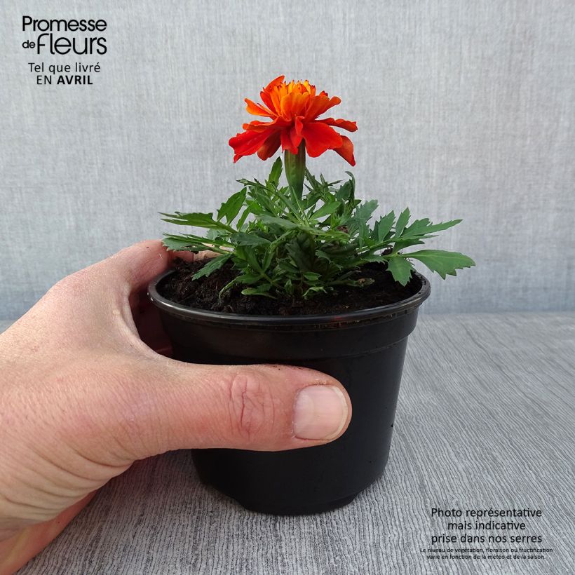 Exemplaar van Afrikaantje - Tagetes patula Fireball Kweekpotje van 8/9 cm zoals geleverd in de lente