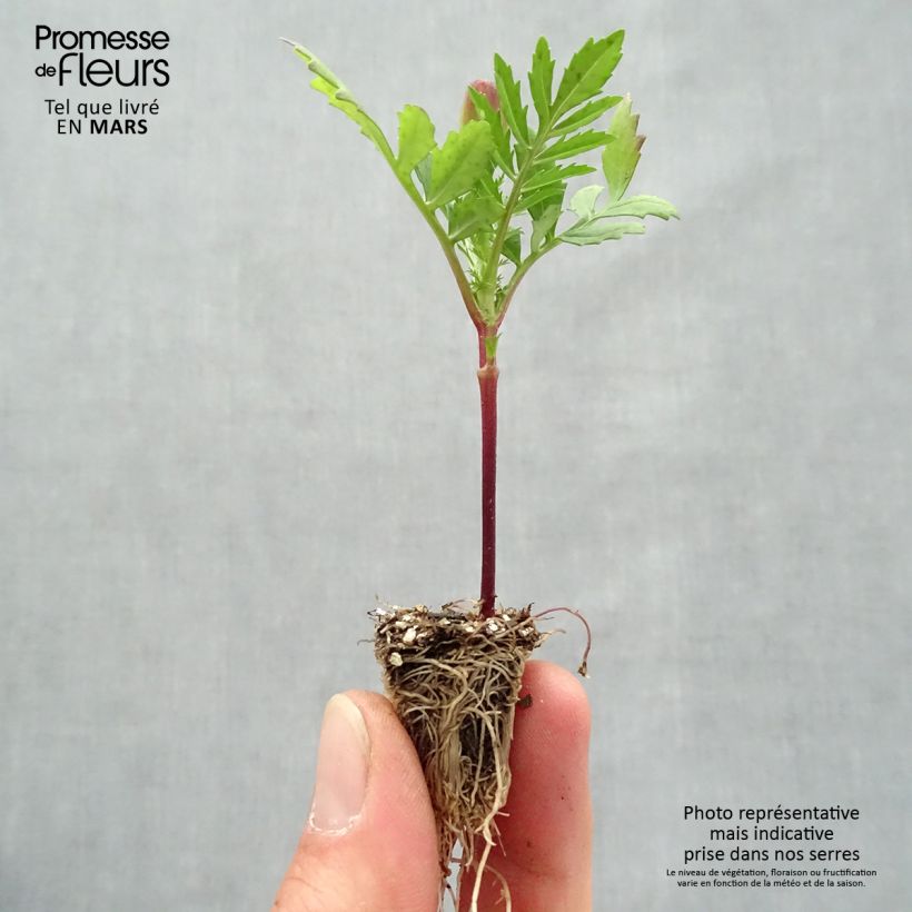 Example of Afrikaantje - Tagetes patula Queen Orange (plugplanten) Minimotte: kluitje van 2,2 cm x 2 cm in kweekplaat per 35 stuks as you get in printemps