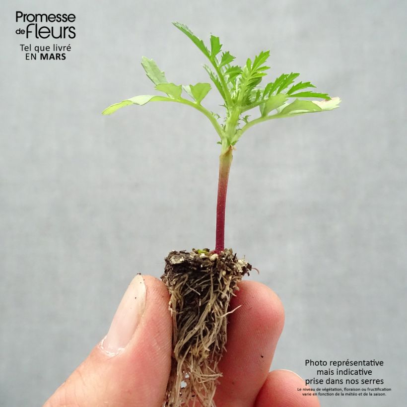 Exemplaar van Afrikaantje - Tagetes patula Queen Yellow Fire (plugplanten) Minimotte: kluitje van 2,2 cm x 2 cm in kweekplaat per 35 stuks zoals geleverd in de lente