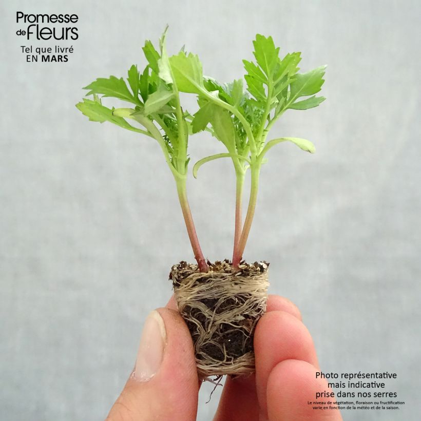 Exemplaar van Afrikaantje - Tagetes patula Queen Yellow Fire (plugplanten) Mini-mot Ø 3/4 cm zoals geleverd in de lente