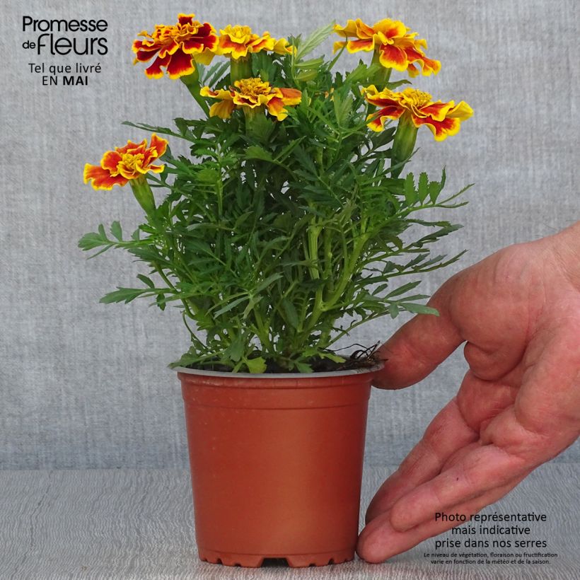 Exemplaar van Afrikaantje - Tagetes patula Queen Yellow Fire (plugplanten) Pot van 10 cm/11 cm zoals geleverd in de lente