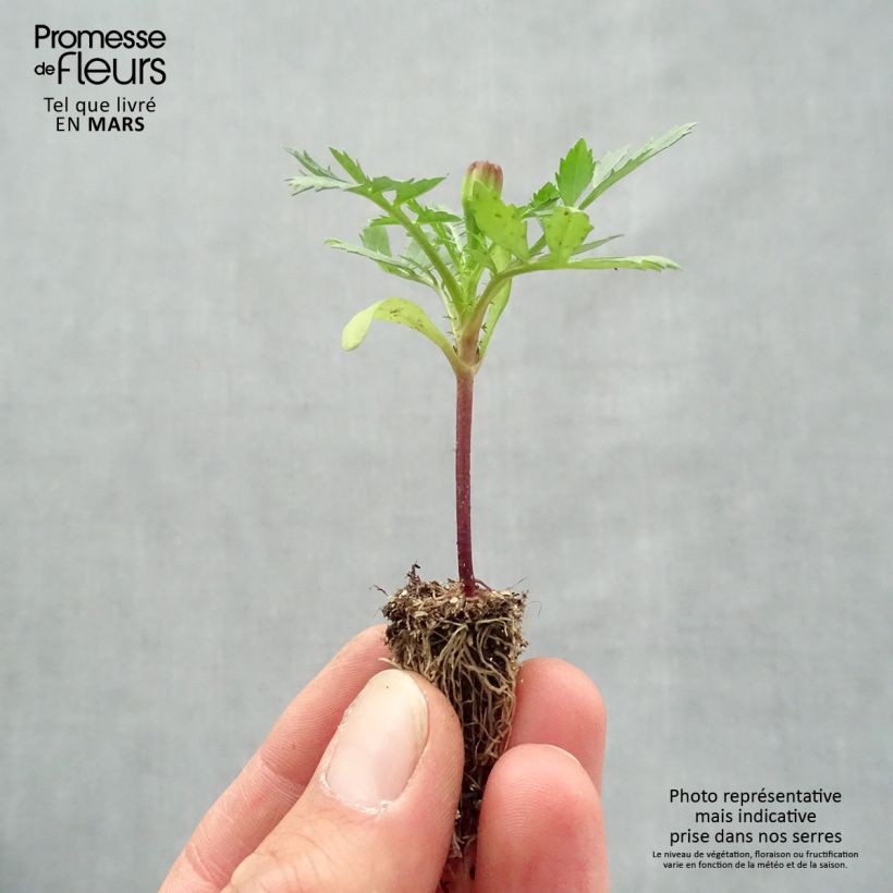 Exemplaar van Afrikaantje - Tagetes patula Queen Yellow (plugplanten) Minimotte: kluitje van 2,2 cm x 2 cm in kweekplaat per 35 stuks zoals geleverd in de lente