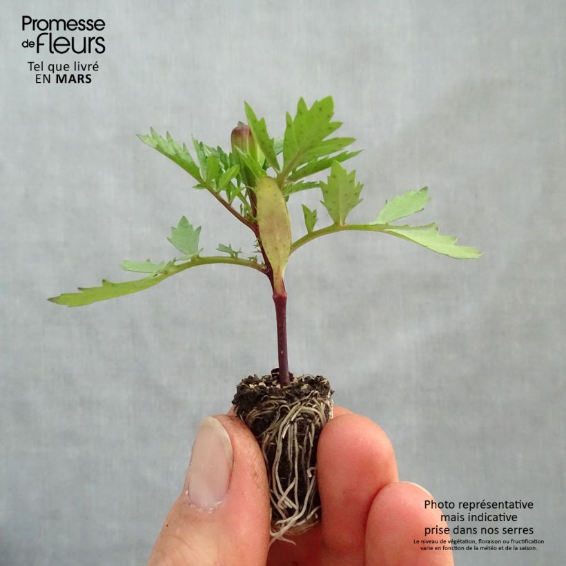 Exemplaar van Afrikaantje - Tagetes patula Strawberry Blonde Mini-mot Ø 1,5/2,5 cm zoals geleverd in de lente