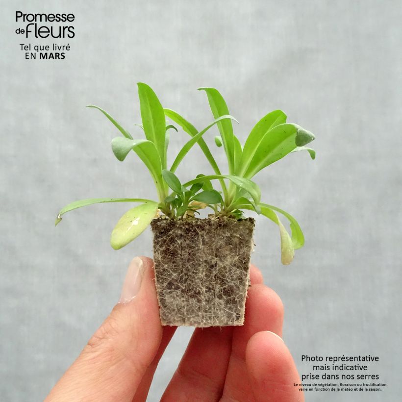 Exemplaar van Dianthus barbatus Jolt Pink Magic - Grasanjer Kluitplant: kluit 3,8 cm x 3,2 cm in een tray voor 16 planten zoals geleverd in de lente