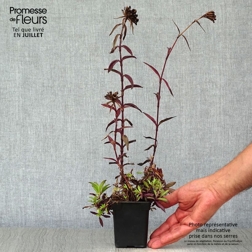 Exemplaar van Duizendschoon Sooty - Dianthus barbatus nigrescens Kweekpotje van 7/8 cm zoals geleverd in de zomer