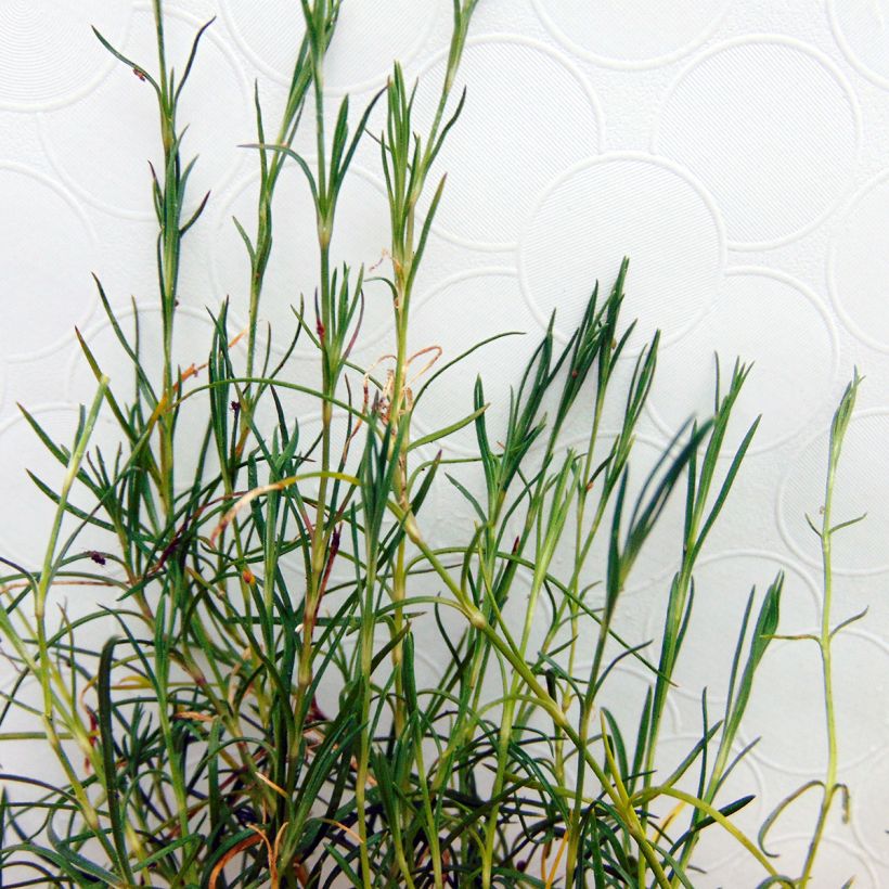 Petrorhagia saxifraga - Kleine mantelanjer (Blad)