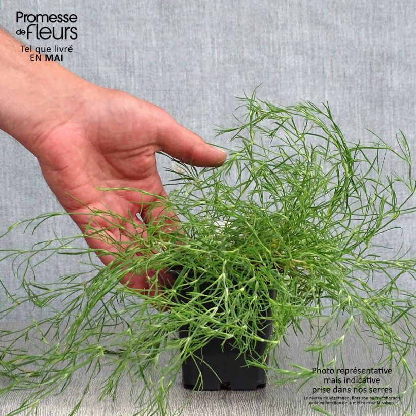 Exemplaar van Petrorhagia saxifraga - Kleine mantelanjer Kweekpotje van 8/9 cm zoals geleverd in de lente