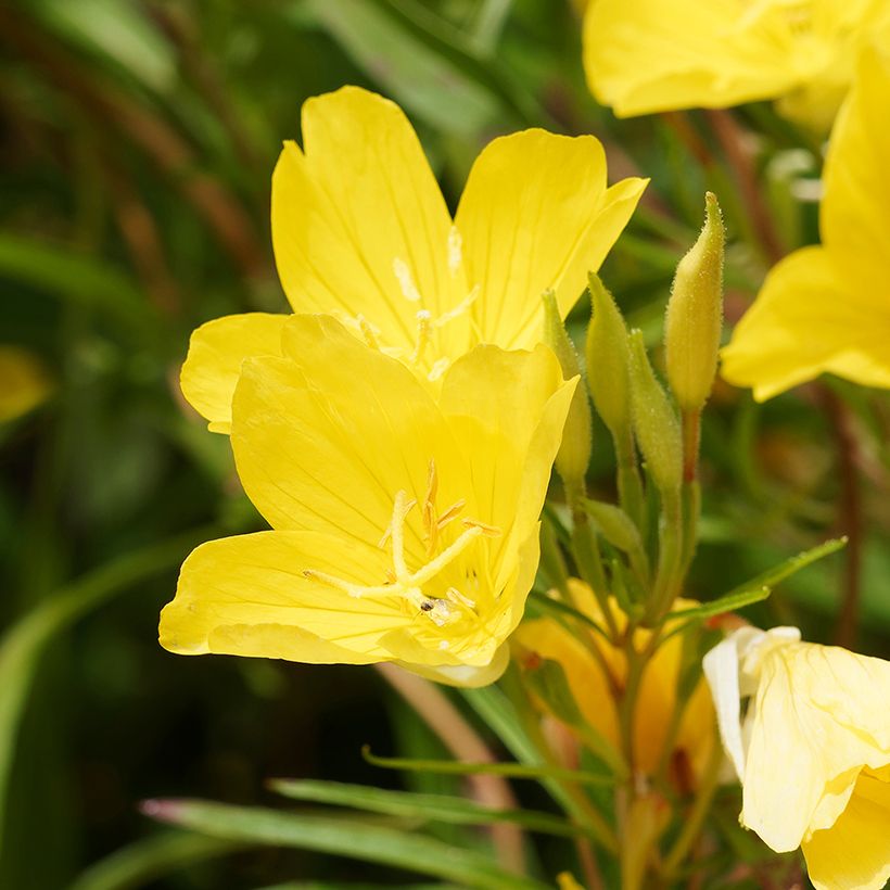 Oenothera African Sun - Teunisbloem (Bloei)