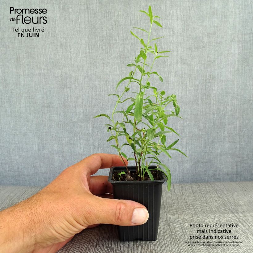Exemplaar van Oenothera speciosa - Teunisbloem Kweekpotje van 7/8 cm zoals geleverd in de zomer