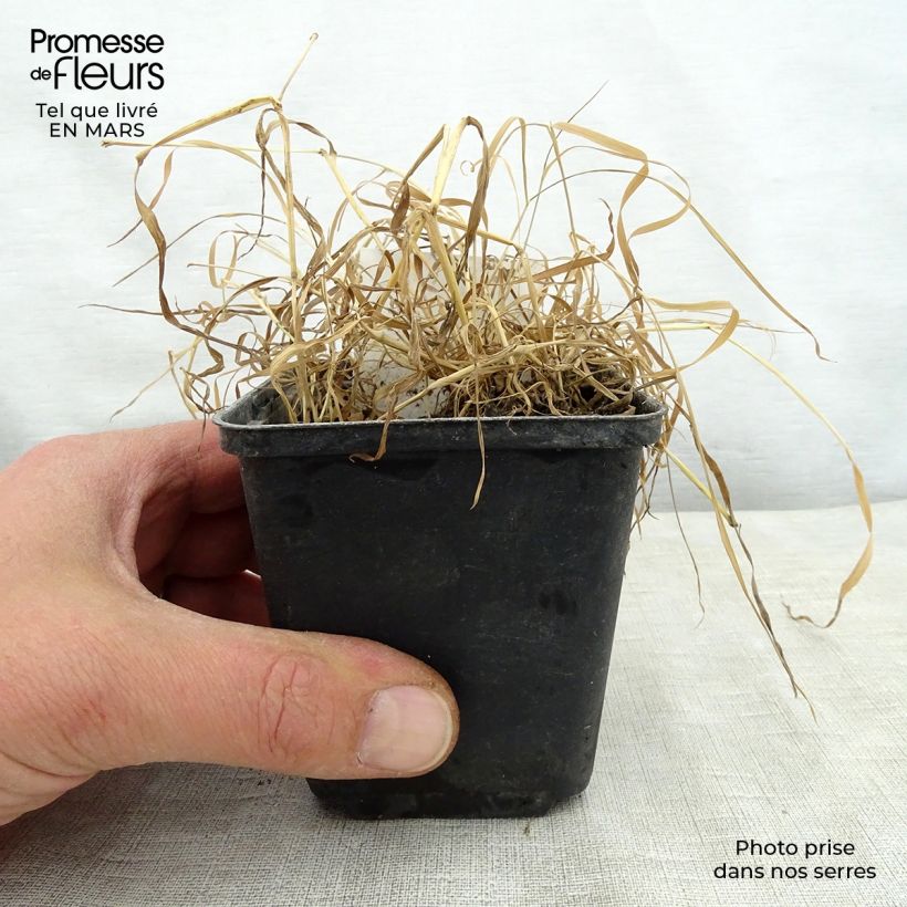 Exemplaar van Oenothera fruticosa Camel biologisch - Teunisbloem Kweekpotje van 8/9 cm zoals geleverd in de lente