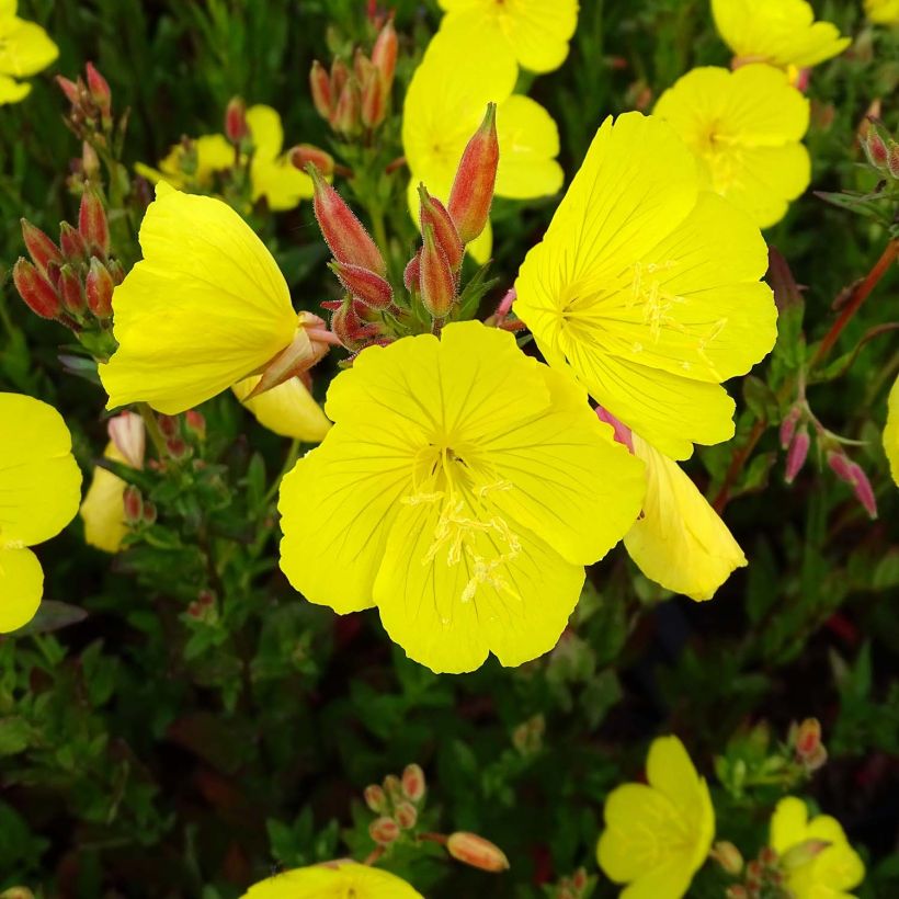 Oenothera fruticosa Hohes Licht - Teunisbloem (Bloei)
