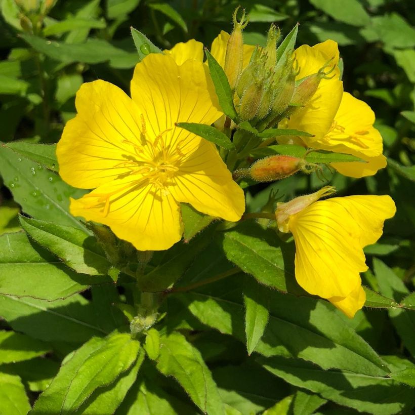 Oenothera fruticosa Michelle Ploeger - Teunisbloem (Blad)